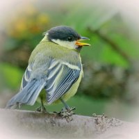 ...первые шаги ... :: Andrey Bragin ...первые шаги ... :: Andrey Bragin