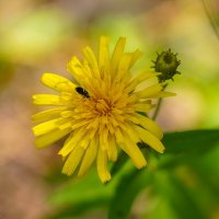 О козлобороднике... :: Владимир Жданов