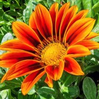 Цветы в саду. :: Владимир Зыбин