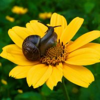 Из жизни улиток. :: Милешкин Владимир Алексеевич Из жизни улиток. :: Милешкин Владимир Алексеевич