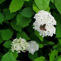 Бабочка и цветок :: photo Bo