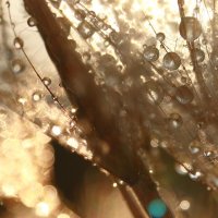 **** :: Елена Kазак (selena1965) **** :: Елена Kазак (selena1965)