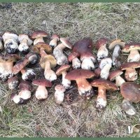 Дары леса. :: Ольга Довженко