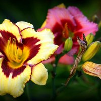 они на радость нам даны :: Олег Лукьянов они на радость нам даны :: Олег Лукьянов