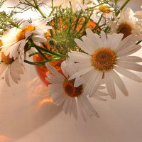 Солнечные цветы. :: Любовь Сахарова