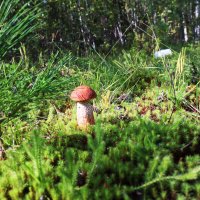 Июль...На лесной полянке- юный грибок! :: Владимир 