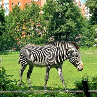 Зебра: символ свободы и непредсказуемости. :: Татьяна Помогалова Зебра: символ свободы и непредсказуемости. :: Татьяна Помогалова