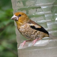 Молодой дубонос :: Лина Молодой дубонос :: Лина