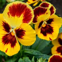 Анютины глазки словно из сказки! :: Елена Хайдукова ( Elena Fly ) Анютины глазки словно из сказки! :: Елена Хайдукова ( Elena Fly )