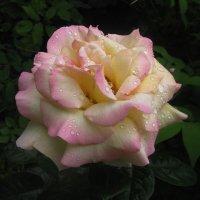 Красавица :: Людмила Смородинская Красавица :: Людмила Смородинская