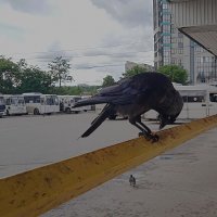 галка :: Елена Шаламова галка :: Елена Шаламова