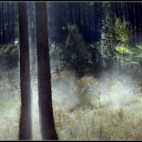 Лесной туман :: Aleksandr Gal