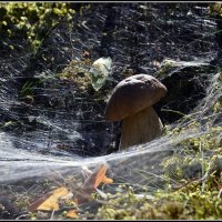 Окружили.... :: Aleksandr Gal