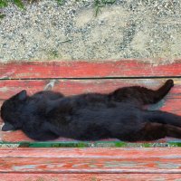 Будь, как этот кот)) :: Денис Бочкарёв