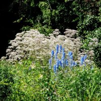 Белые и голубые,,,) :: Анатолий Колосов