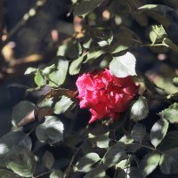 Розочка :: Юрий Гайворонскiий