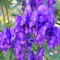 А у нас во дворе... :: Андрей Заломленков