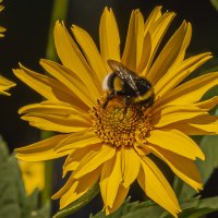 На солнечном цветке. :: Петр Беляков