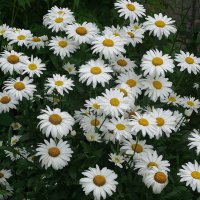 Ромашки :: Рита Симонова