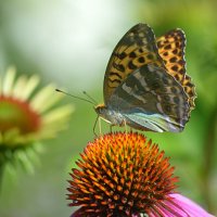 Сибирский июль :: Татьяна Лютаева