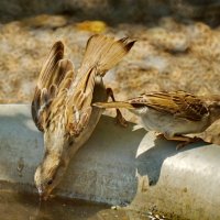 Воробей - почти домашняя птица...-) :: Николай Саржанов