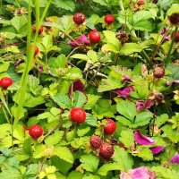 ,,, :: Сергей Тимоновский