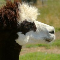 Загрустил :: Юрий. Шмаков