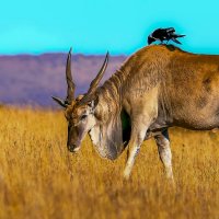 Антилопа Канна :: Aleksey Afonin