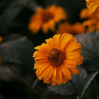 Цветы — это поэзия, которую можно увидеть. :: Вадим Басов