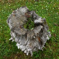 * :: Наталья Покацкая * :: Наталья Покацкая