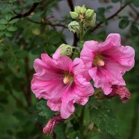 Мальвочка :: Светлана 