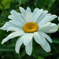 Ромашка :: Валентина Богатко 