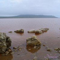 Природа Крыма :: Amazing Cosmea