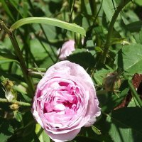 Роза :: Freddy 97