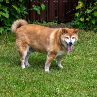 Хорошо на даче) :: Валерий Иванович Хорошо на даче) :: Валерий Иванович