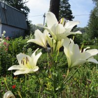 Лилии :: Galaelina *** Лилии :: Galaelina ***