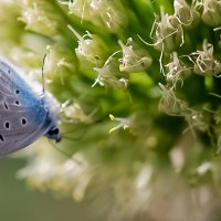Бабочка на луке :: Светлана SvetNika17