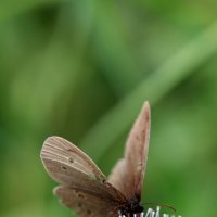 Бабочка. :: Александр Кондаков Бабочка. :: Александр Кондаков