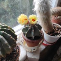 Кактус зацветает... :: Игорь Ч.