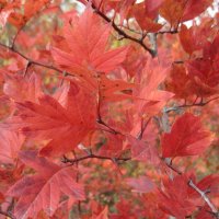 Боярышник :: Anna Ivanova Боярышник :: Anna Ivanova