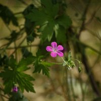 Июльские мгновения :: Serega  