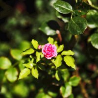 Розочка :: Юрий Гайворонскiий