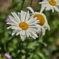 крупная Ромашка :: Александр Леонов