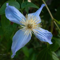 Голубой клематис :: Александр Синдерёв