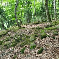 СЕВЕРНЫЙ КАВКАЗ :: Tata Wolf