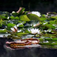 Кувшинки (белые) :: Dar(k) Life