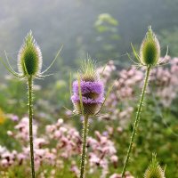 summer :: Elena Wymann