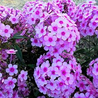 Флоксы :: Елена 