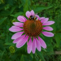 Эхинацея пурпурная. :: Борис Калитенко