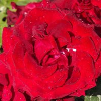 Июльская красавица! :: Нина Андронова